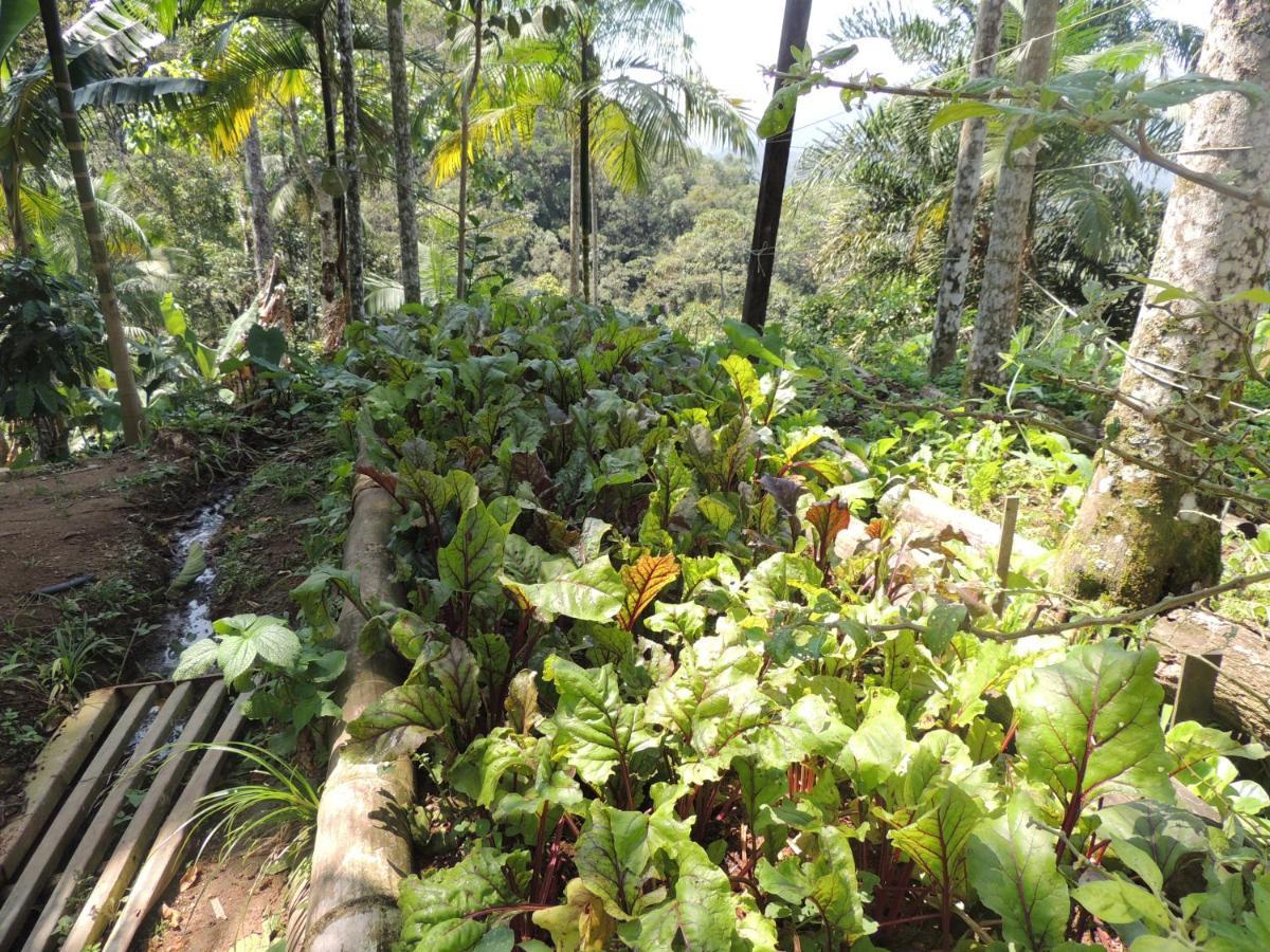 Eco Organic Life